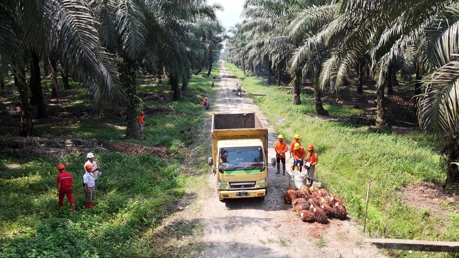 Aktivitas Perkebunan Sawit