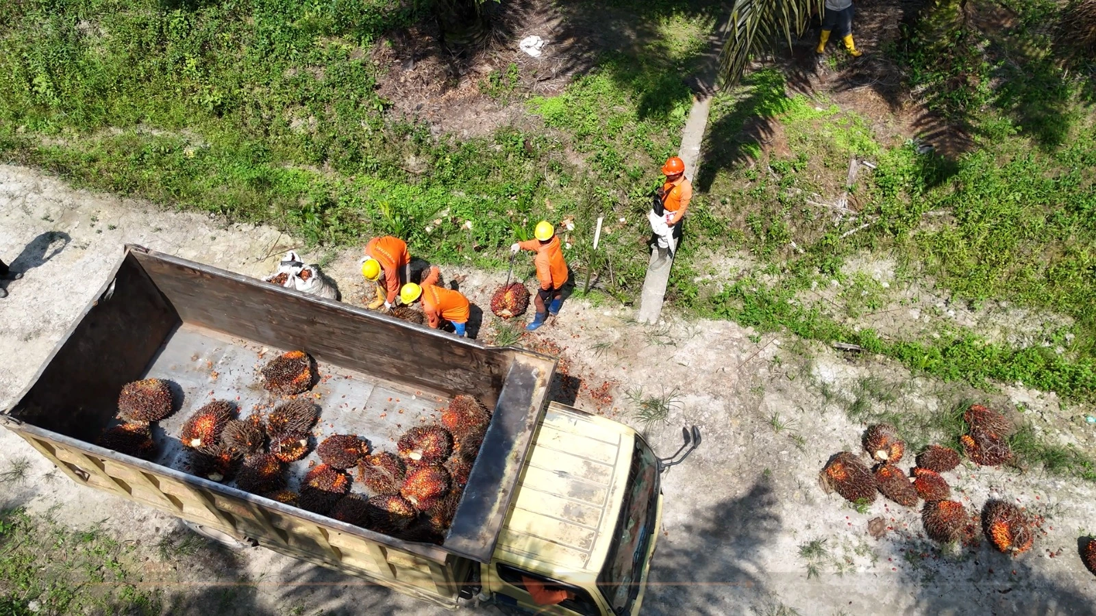 Keberlanjutan Perkebunan
